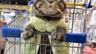 Cats always have things to ponder_ Funny cats video compilation