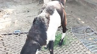 My goat