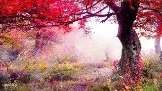 Relaxing in Forest at morning
