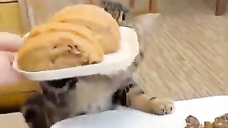 Cats are always curious about food_ Funniest cats videos compilation 2023_