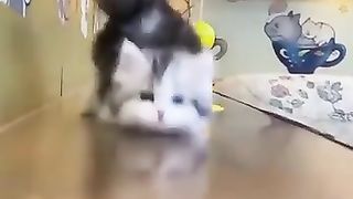 Kitten Never fail to entertain us_ Funniest cats and kitten videos compilation_ Must watch(360P).