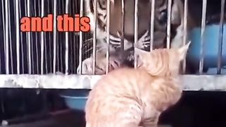 CAT SLEP THE ANIMAIL