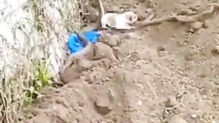 Smoke and DOG FIGHT