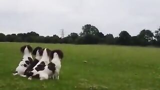 DOG MOSTER GAVE TECH THE DOG