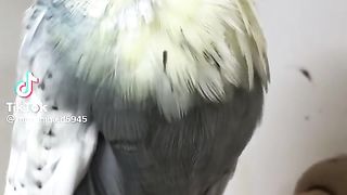 Budgie