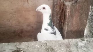 Pigeons