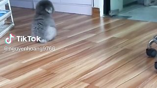 Puppy