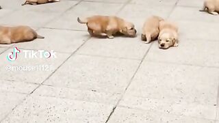 Puppies.