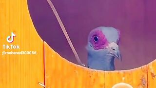 Pigeon.