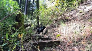 HUNTING DOG