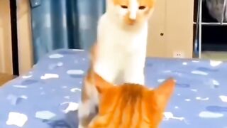 Bikin Ngakak abis kelakuan kucing kucing