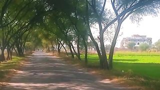 By road travelling between green shady trees
