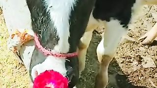 Rose Funy Video