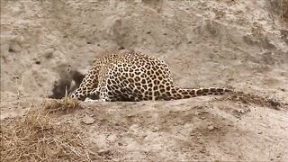 Leopard_and_hyena_attack_and_kill_warthog_-_Animals_attack