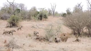 Evil_Hyena_Eats_Lion_&_100_Moments_Hyena_Attack_Everything_Alive