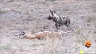 Wild_Dogs_v_Impala_|_Impala_Fights_Back_as_Guts_Fall_Out