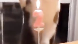 Funny cats video