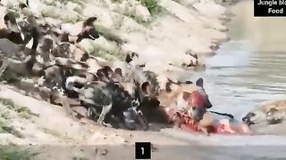 Wild_dogs,_Hyena_Eating_Antelope__Hyena_vs_wilddogs_eating_Alive_Antelope_#Wipddogeatingantelipe