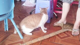Big Cat Reacts Angry and Attack Cameraman When Being Filmed | Viral Cat