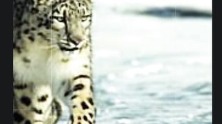 8 incredible Animals Being Hunted into Extinction #shortsfeed #shorts