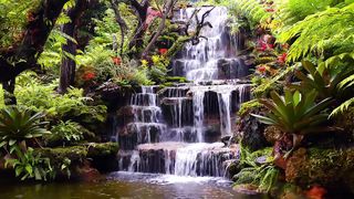 Fall asleep faster with this relaxing waterfall and bird