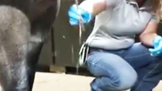 Hematoma pus horse