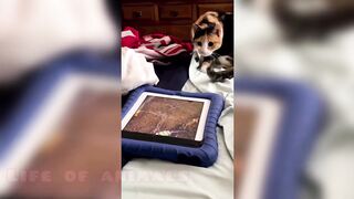 Funny video of bets dogs and cats fun