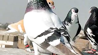 Beautiful Pigeons
