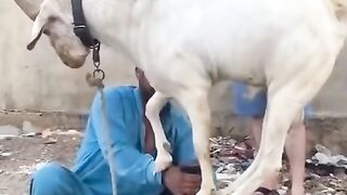 The intelligence of animals