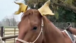 Horse riding