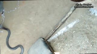 Snake (Cobra) vs Mongoose real fight