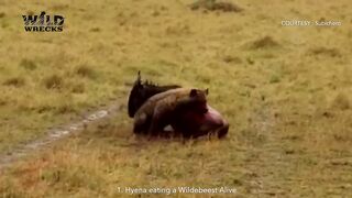 TOP 5 VIDEO ????????ANIMAl FIGHTING