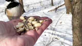 Black-capped Chickadees, White-breasted Nuthatches