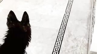 German shepherd Dog