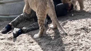 Playing with Two Lioness