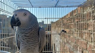 My Grey parrot ROYAL having sunbathe on Sunday