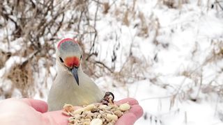 A female Red-bellied Woodpecker and a Tufted Titmouse visit the Hand of Snacks. 2023