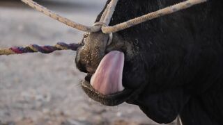 Traditional Bull Fighting