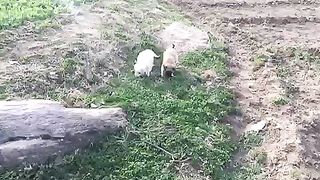 Cute puppy ????