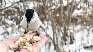 A Downy Woodpecker and a White-breasted Nuthatch stop for snacks. 2023