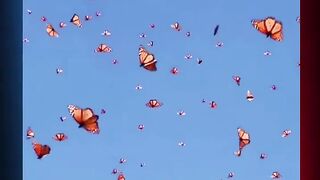 Amazing Butterflies flying in the sky #viral #foryou #shorts #short  beautiful butterflies and flowers "A Close-Up Look at Butterfly"