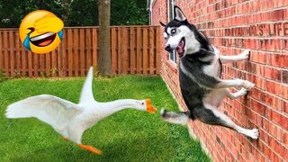 Funny Dogs And Cats Videos 2023 ???????? - Best Animal Videos Of The Month ????