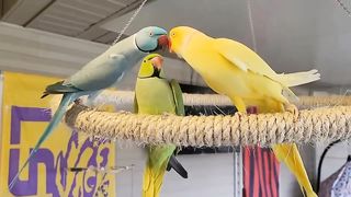Parrots cute