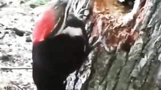 Nature animals