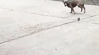 Courage of chick