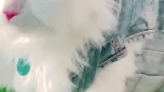 Cute Pershian cat