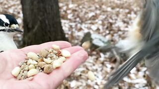 Downy Woodpeckers, Tufted Titmice, Black-capped Chickadees, and a White-2023
