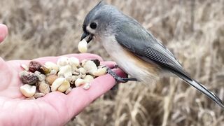 Hand-feeding Birds in Slow Mo - Tufted Titmice, Downy Woodpecker 2023