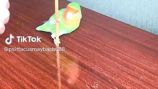 Love Bird.