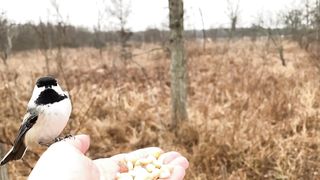 A Black-capped Chickadee, a female Red-bellied Woodpecker2023